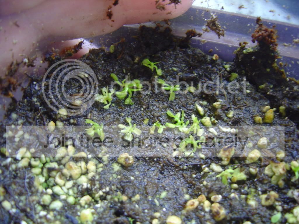 VFTSeedlings6-3-08002.jpg