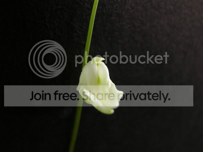 livida_flower2.jpg