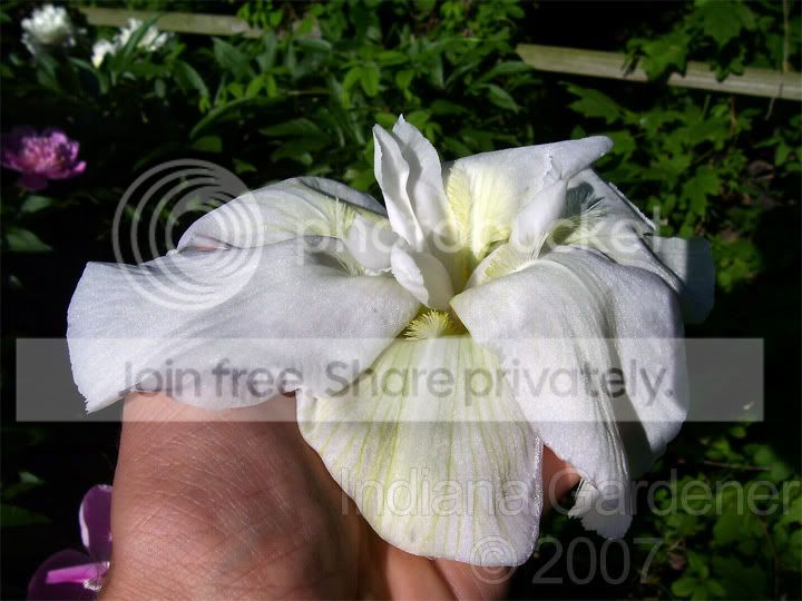 flopsy.jpg