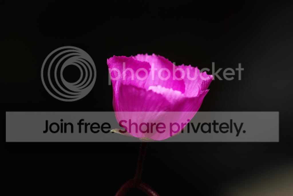 IMGP5364.jpg