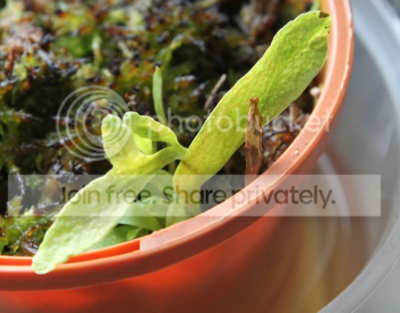 utricleaves.jpg