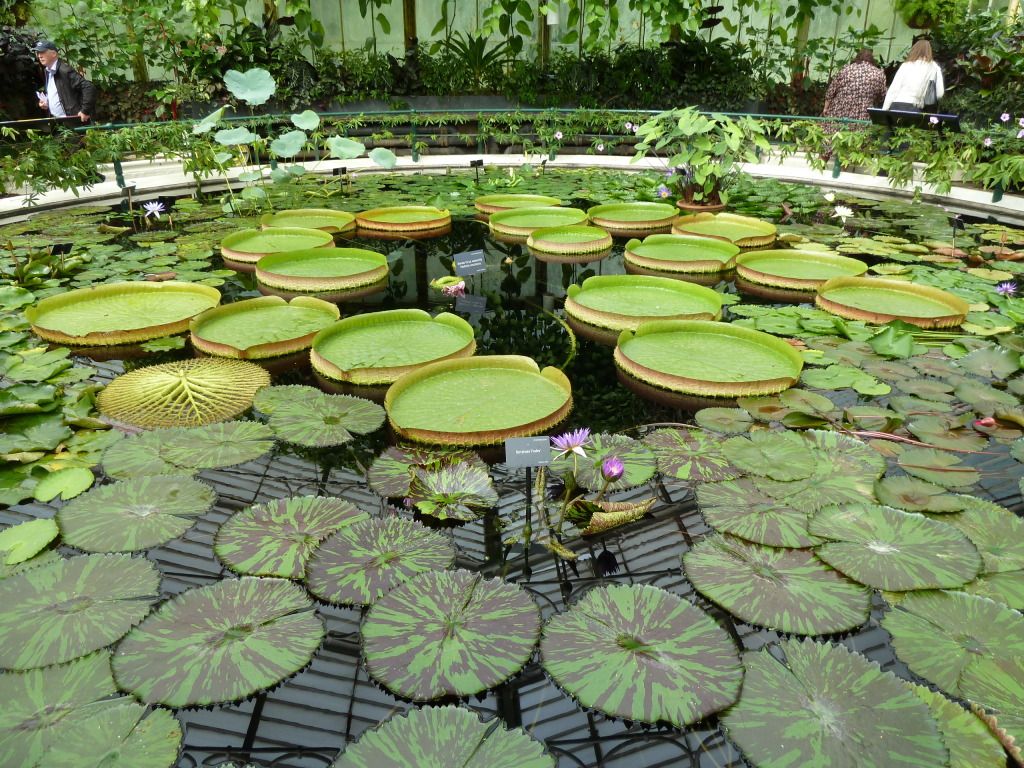 kewgardens300812015.jpg