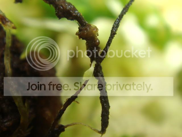 drosera_schizandra2.jpg
