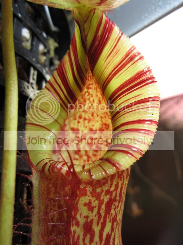 IMG_1776_zpsc9dd45b1.jpg