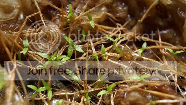nep-seedlings-005.jpg