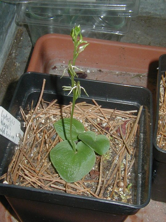cyrtostylis.JPG