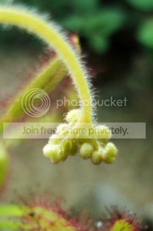 bifurcatedcapensis.jpg