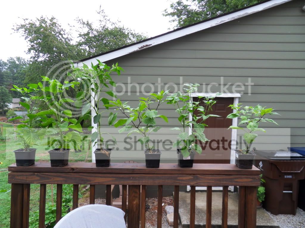 SDC10821.jpg