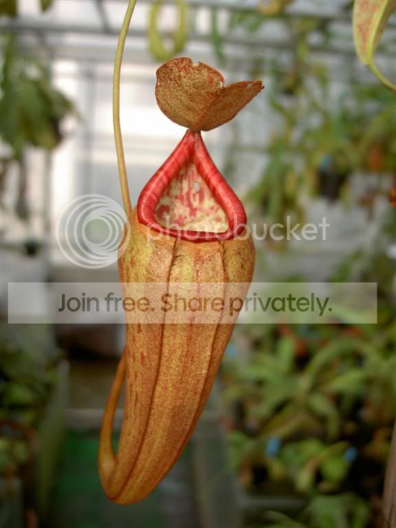 Nepenthesthoreliixventricosa070709_.jpg
