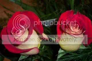 ValentinesDay003.jpg