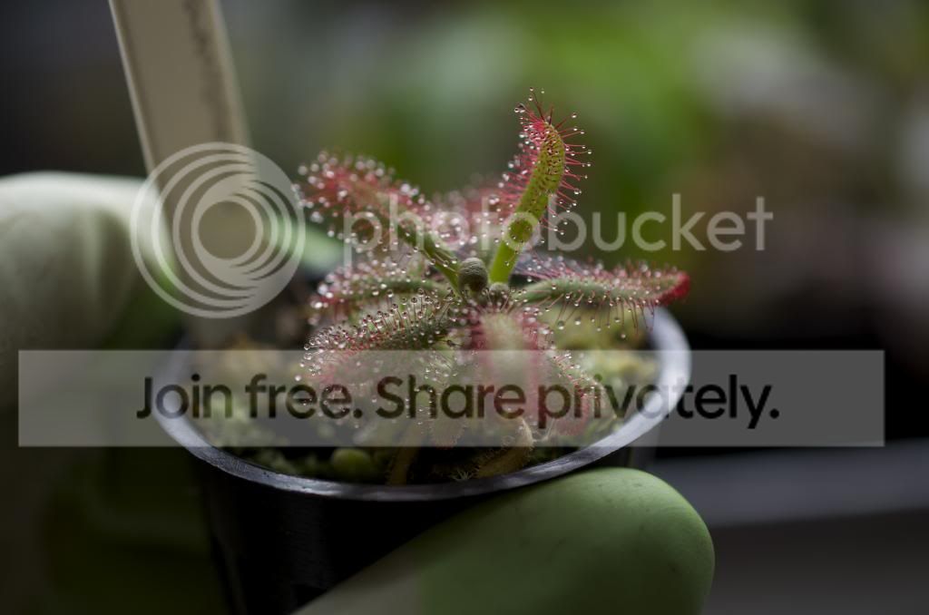 DSC_0015_zps186aac53.jpg