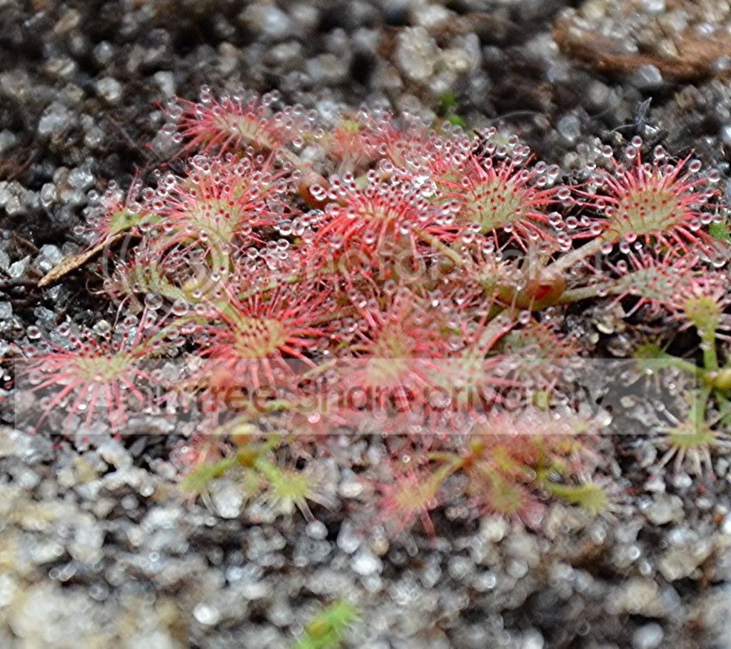 PlantsDec2011006.jpg