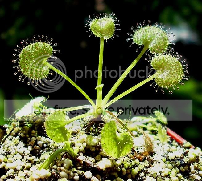 Dprolifera.jpg