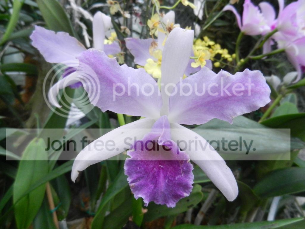 UNCCGreenhouse003.jpg