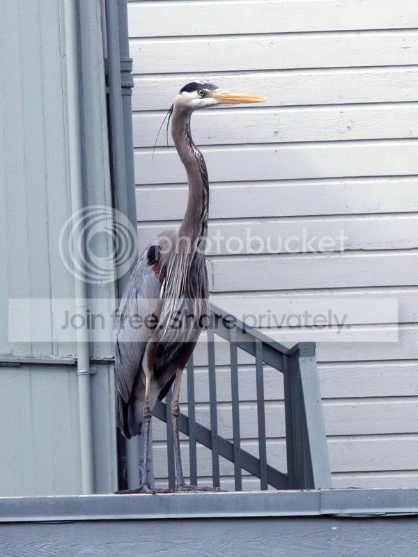 GreatBlueHeron3.jpg
