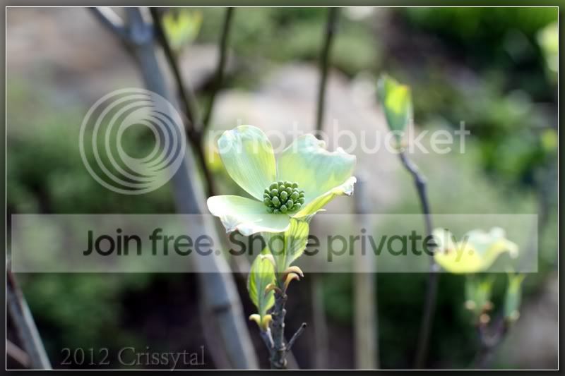 dogwood-yas50f14_hf.jpg