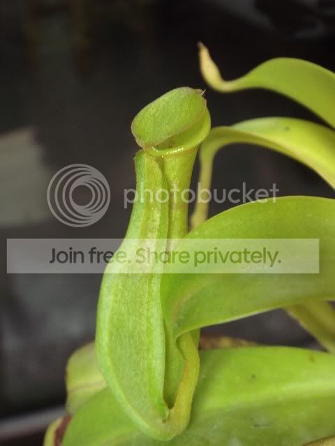 reinwardtiana_pitcher.jpg