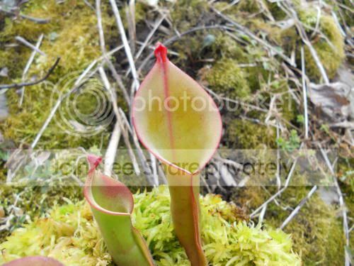 Hnutansgiant_4-7-11.jpg
