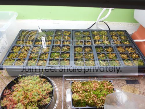 sarrseedlings_2-1-11.jpg