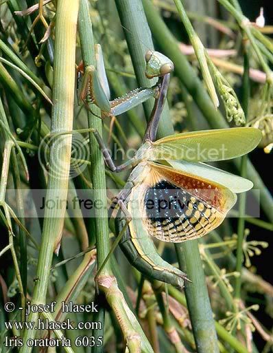 MantisIrisOratoria5.jpg