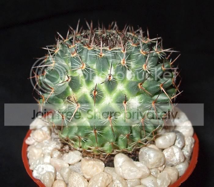 newcactuses014.jpg