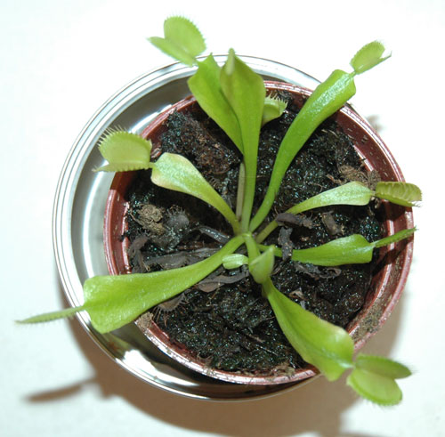 vft3.jpg