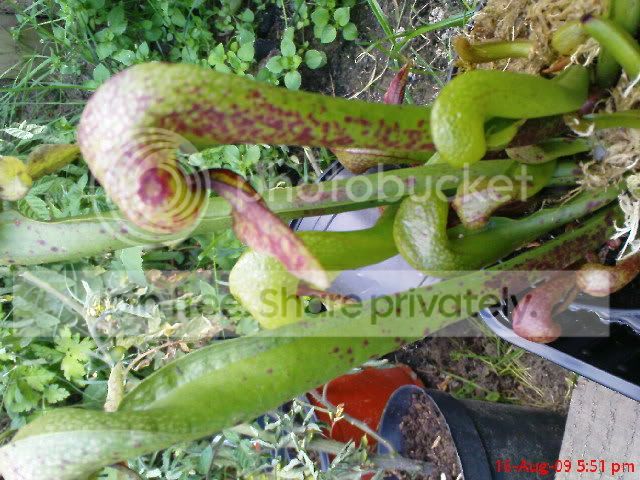 sarracenia033.jpg