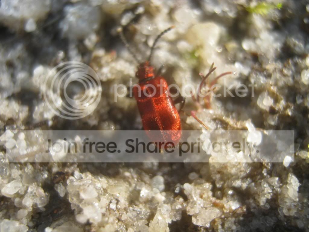 IMG_4706_zps04e45534.jpg