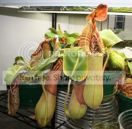 TRUNCATA2.jpg