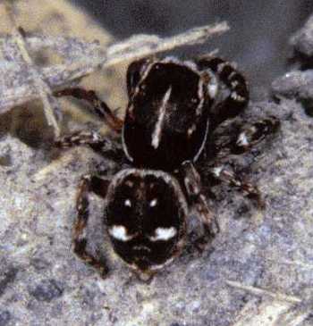 sitticus_rupicola_D0446.jpg