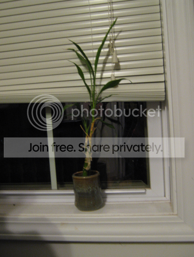 bamboo1.png