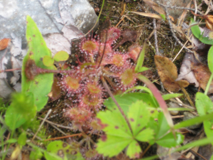 catsundew1.jpg