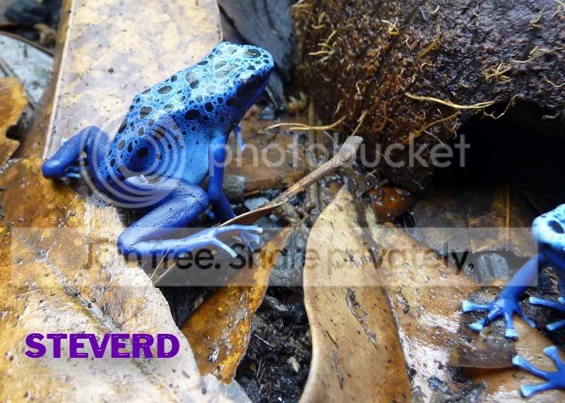 frogs-1.jpg