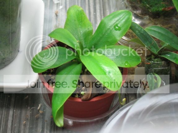 IMG_4599_zpsa2a0913f.jpg