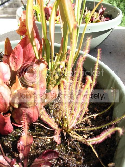 sundew.jpg