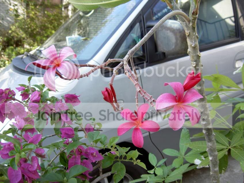 Plumeriarubrarot0509271.jpg