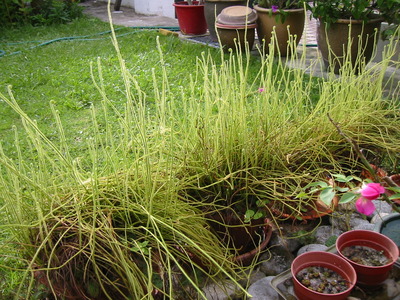 z20252159.jpg