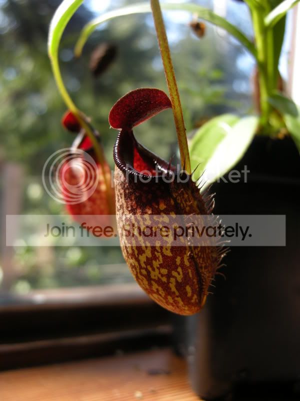 DSCN6007.jpg