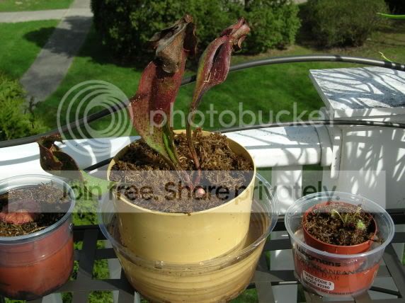 purpureapurpurea1.jpg