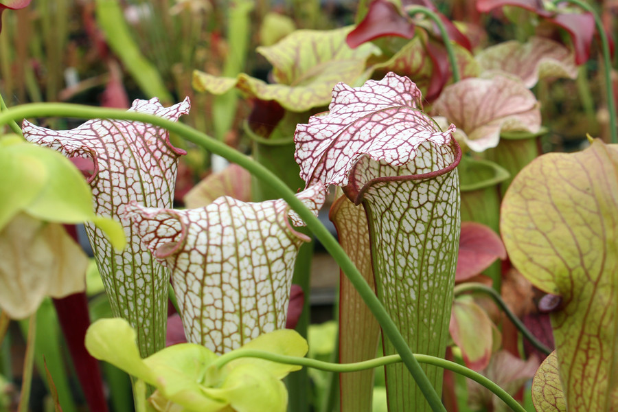 7340200042_1191e0d5e3_b.jpg