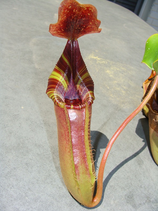 nepenthes-lowii-x-veitchii.jpg