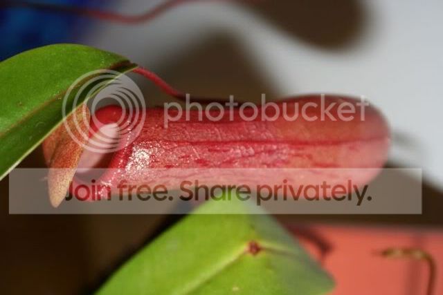 Ventricosa2.jpg