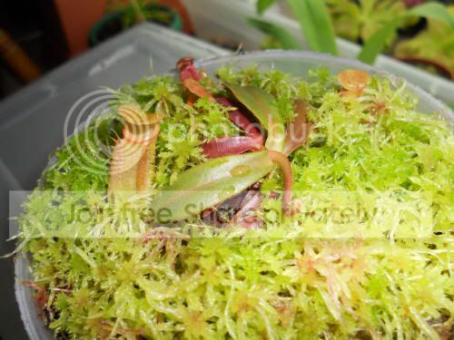 Nalbomarginata_2-1-11.jpg