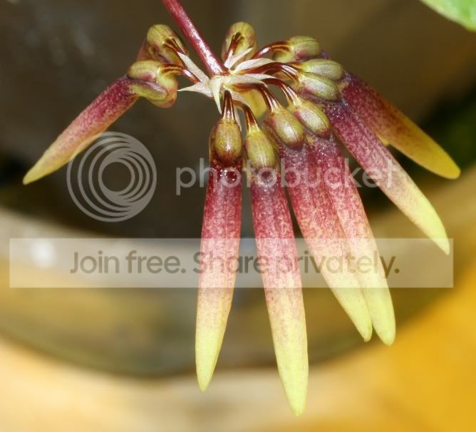 orchidnoid.jpg