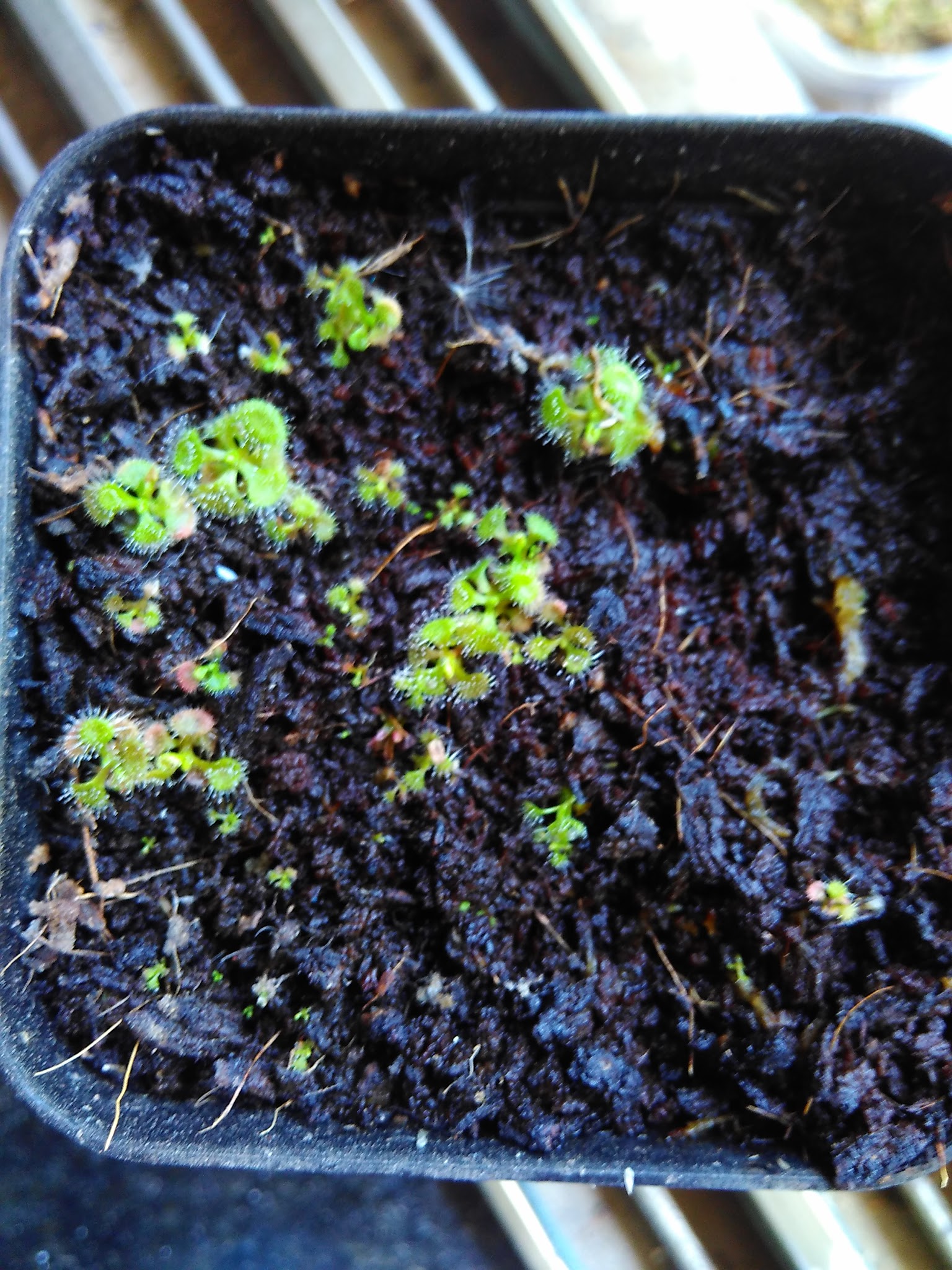 drosera-burmanii-cocopeat.jpg
