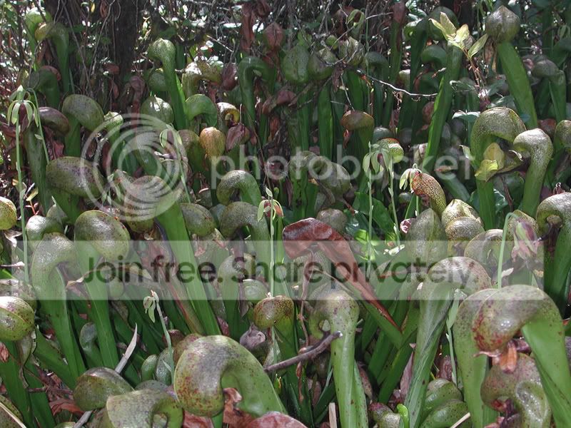 cobraplant1.jpg