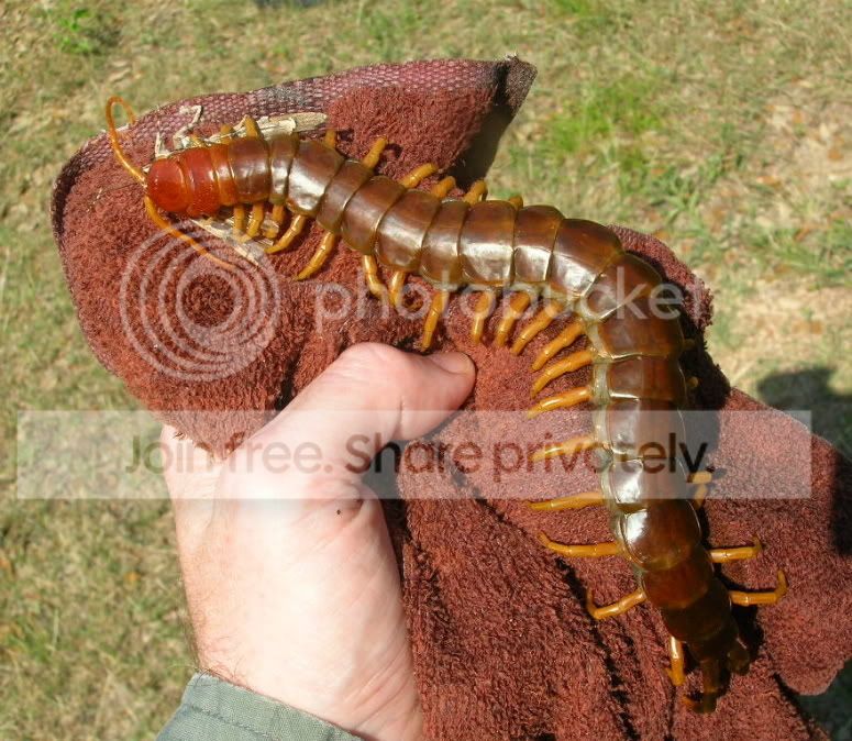 giantpede.jpg