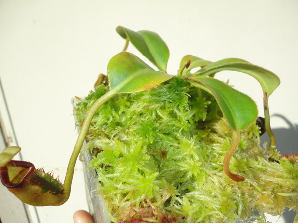 nepenthes-ephippiata-small.jpg