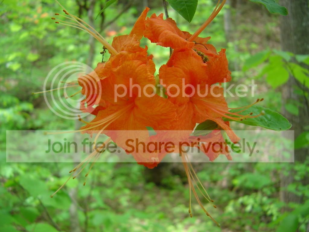 DSC03700.jpg