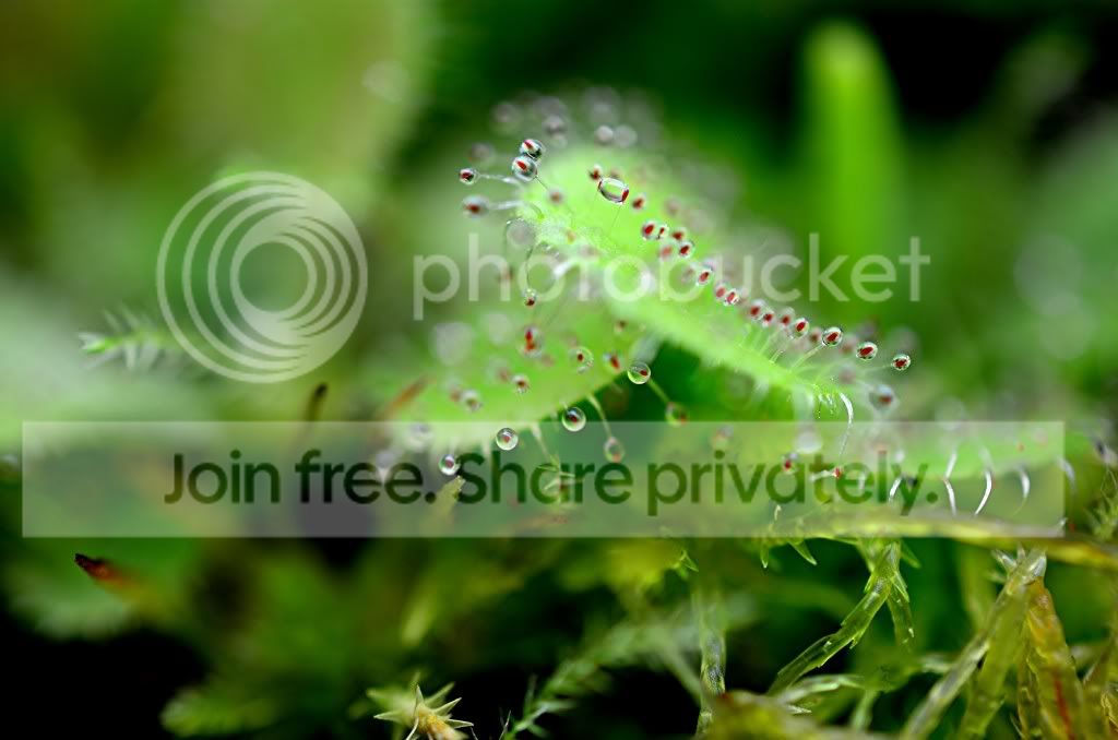 moreplants004-1.jpg